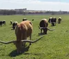 Raça bovina americana de chifres gigantes estará na Expo pela primeira vez