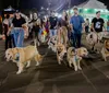 Sunset dos Goldinhos reúne dezenas de Goldens Retrievers na ExpoLondrina