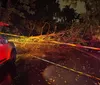 Temporal causa queda de árvores e interdita vias em Londrina