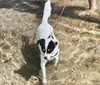 Verão seguro: cuidados essenciais para proteger os pets