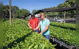 Apucarana distribui 120 mil mudas de café
