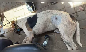 Cachorro comunitário é morto a tiro em Toledo
