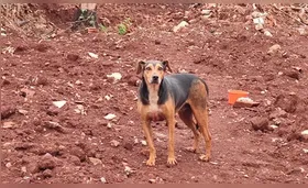 Cadela abandonada vive em terreno da região central de Londrina