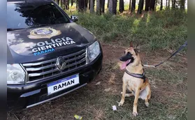 "Cão perito" do PR é um dos únicos especialistas em detecção de vestígios de sangue no Brasil