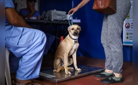 CastraPet atende municípios da região de Londrina em maio