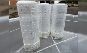 Combate à dengue: mosquitos com Wolbachia voltarão a ser soltos em Londrina