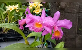 Cornélio Procópio terá Festival de Orquídeas para o dia das Mães