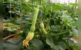 Cultivo de abobrinha movimenta R$ 101 milhões no Paraná, que é o 4º maior produtor nacional