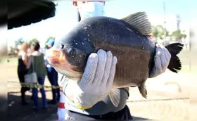 Feira do Peixe Vivo começa nesta quarta-feira em Londrina