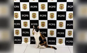 Gato Mimi é resgatado pela Polícia Civil de Cascavel