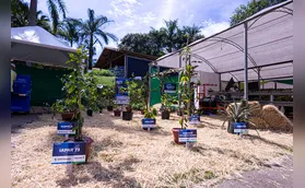 IDR traz variedades de frutas adaptadas ao clima da região