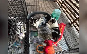 Mercado pet em alta ganha vitrine na Feira
