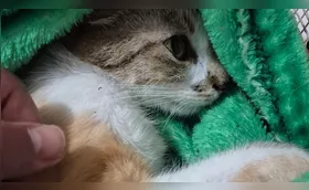 Polícia prende mulher que jogou gata do 12º andar em Curitiba