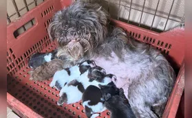 Polícia resgata 80 animais em situação de maus-tratos em Curitiba