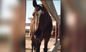 Prefeitura de ibiporã realiza leilão de éguas e cavalos recolhidos nas ruas