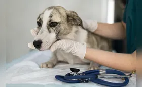 Programa em Londrina pretende realizar 1,8 mil castrações em cães e gatos