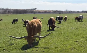 Raça bovina americana de chifres gigantes estará na Expo pela primeira vez