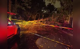 Temporal causa queda de árvores e interdita vias em Londrina