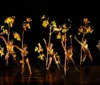 Cia MOMIX apresenta 'Botanica' em Curitiba