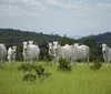 Faep prevê novas oportunidades para o Paraná após China reconhecer Brasil livre de febre aftosa