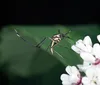 Por que algumas pessoas são como 'ímãs' para os mosquitos?