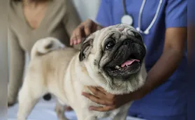 Cães braquicefálicos são selecionados para tratamento de síndrome respiratória