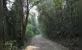 Câmara de Londrina vai debater uso de verbas do Fundo Ambiental