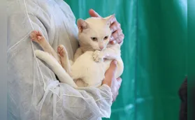 CMTU abre cadastro para realizar castrações gratuitas de cães e gatos