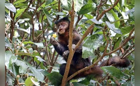 Convivência com macacos-prego é tema de palestra em Londrina nesta quinta
