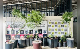 Denúncia leva polícia à plantação de maconha em Londrina