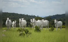 Faep prevê novas oportunidades para o Paraná após China reconhecer Brasil livre de febre aftosa