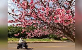 Florada das cerejeiras transforma a paisagem de Apucarana