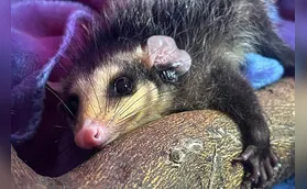 Frio leva animais silvestres a áreas urbanas de Londrina