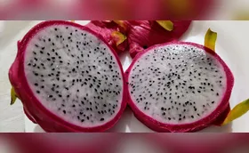IDR prepara 4 novas cultivares para fortalecer fruticultura