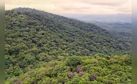 Junho Verde: mês de conscientização e políticas públicas para o meio ambiente