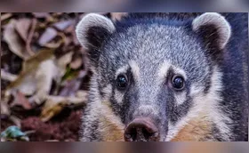 Londrina vai contratar serviço de resgate de animais silvestres