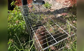 Lontra ferida é resgatada no centro de Apucarana