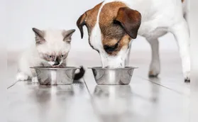 Mixed feeding, dieta caseira: glossário esclarece termos da alimentação pet