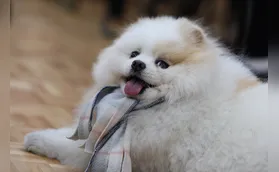 Novo programa para animais, Vet-Móvel começa em junho
