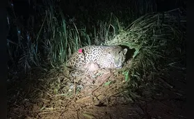 Onça-pintada é capturada em Mandaguari após 48 dias de operação