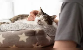 Risco de doenças respiratórias e virais em felinos aumenta no inverno