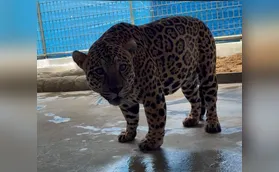 VEJA VÍDEO: Onça-pintada resgatada em Mandaguari
