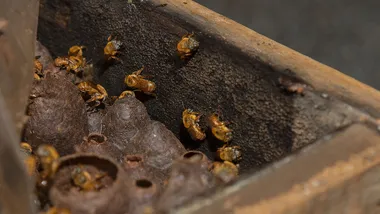 Além de ser produzida por uma abelha sem ferrão, de fácil manejo, a própolis azul apresenta algumas características diferenciais, sendo capaz de conferir um significativo retorno financeiro devido ao alto valor agregado