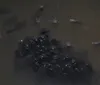 Peixes são encontrados mortos em lagos de Londrina