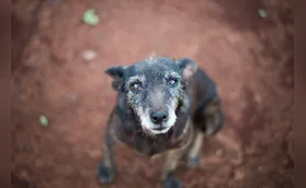 Câmara aprova suspensão da CNH de motorista que abandonar animal na rua