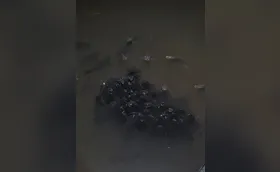 Peixes são encontrados mortos em lagos de Londrina
