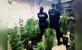 Polícia apreende 186 pés de maconha em laboratório de cultivo em Mandaguari