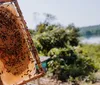 Mel de Capanema conquista Indicação Geográfica e valoriza a identidade paranaense