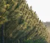 Nos 120 anos do pinus no Brasil, Paraná lidera produção