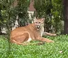 Onças e gatos-mouriscos tratados em Londrina são levados para Brusque